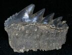 Fossil Cow Shark (Notorynchus) Tooth - South Carolina #12961-1